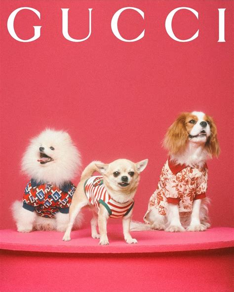 gucci pet paars|gucci pet products.